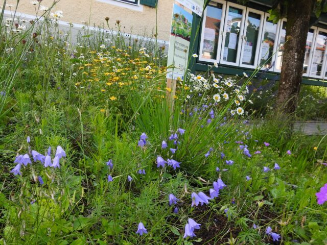 Eine Wiese in Anterhing mit vielen Blumen