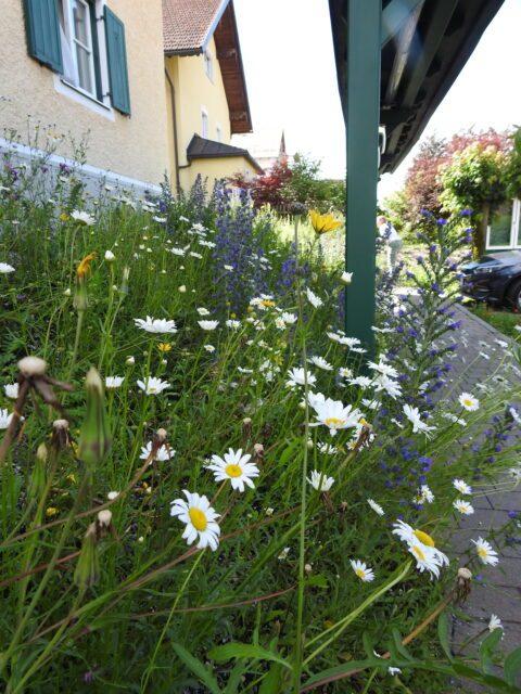Eine Wiese in Anthering mit vielen Blumen