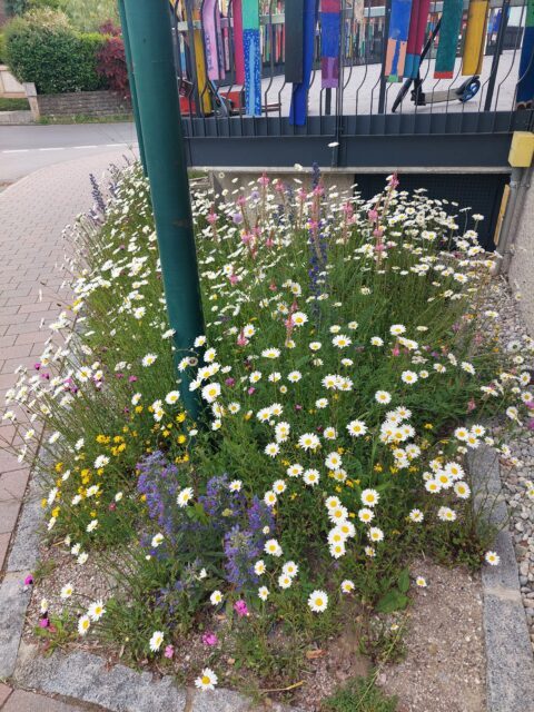 Eine Wiese in Anthering mit vielen Blumen