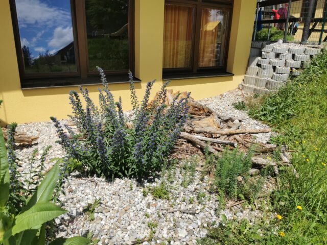 Eine Wiese in Berndorf mit vielen Blumen