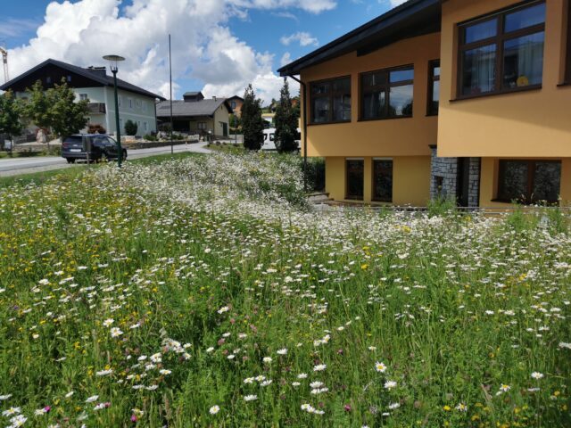 Eine Wiese in Berndorf mit vielen Blumen