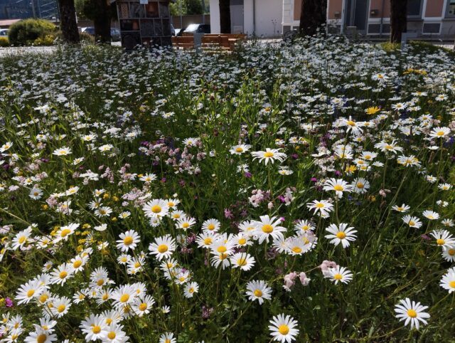 Eine Wiese in Bruck mit vielen Blumen