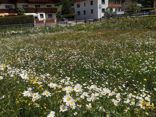 Eine Wiese in Großarl mit vielen Blumen