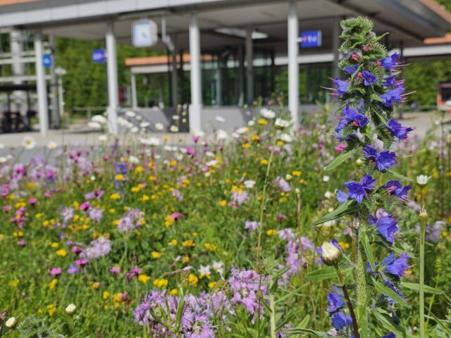 Eine Wiese in Werfen mit vielen Blumen